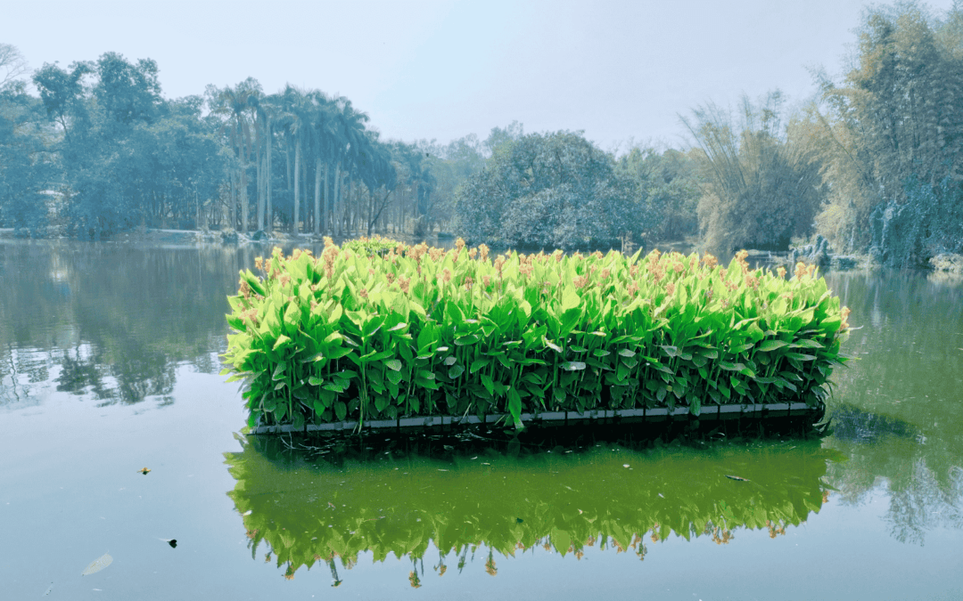 Transforming India’s Water Bodies with Floating Wetlands A Natural Solution - Euroteck
